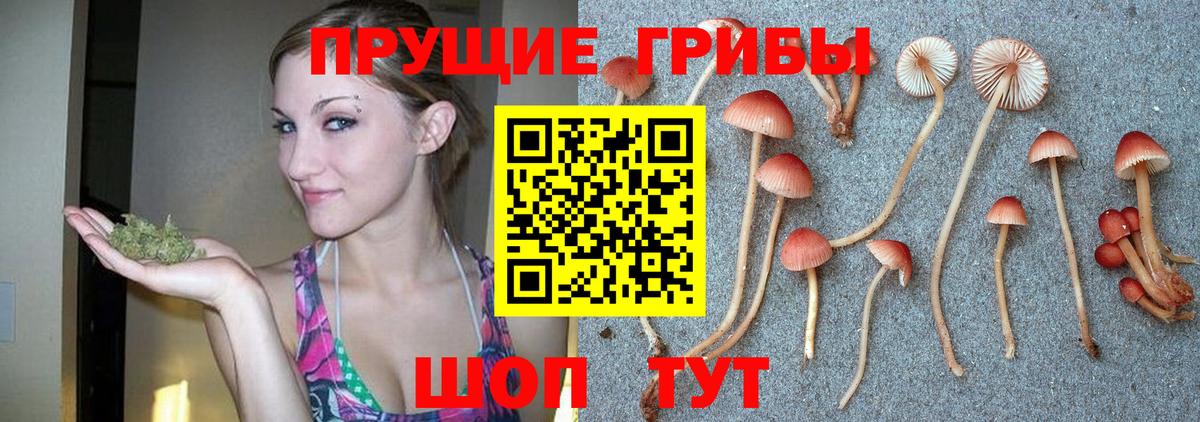 Псилоцибиновые грибы Psilocybe  Вход с VPN  Краснознаменск 